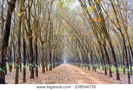 Path Rubber Season Change Leaves With Trees Line Up Dirt Road Leading Into Down At Horizon So Beauti