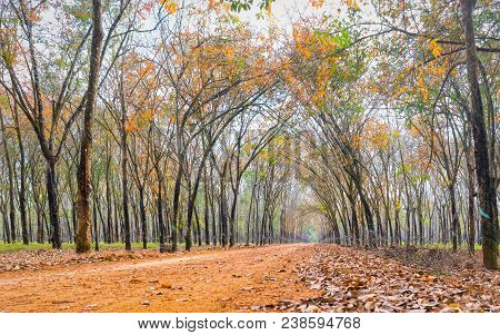 Path Rubber Season Change Leaves With Trees Line Up Dirt Road Leading Into Down At Horizon So Beauti