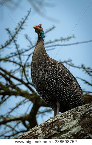 Helmeted Guineafowl Staring Upwards From Thick Branch