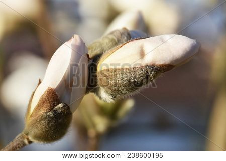Close Up Of Beautiful Pink And White Alexandrina Magnolia Buds