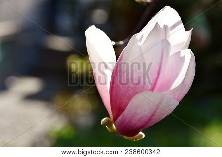 Close Up Of Beautiful Pink And White Alexandrina Magnolia Blossom