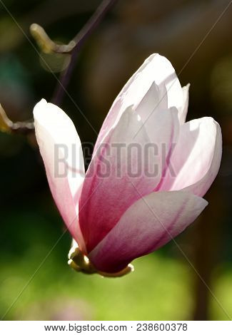 Close Up Of Beautiful Pink And White Alexandrina Magnolia Blossom