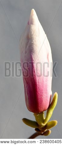 Close Up Of Beautiful Pink And White Alexandrina Magnolia Bud