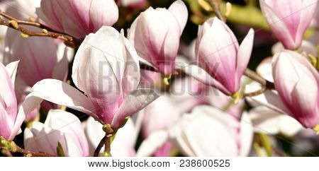 Close Up Of Beautiful Pink And White Alexandrina Magnolia Blossom
