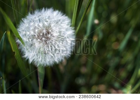 Dandelion Seeds In Sunlight On A Fresh Green Morning Background
