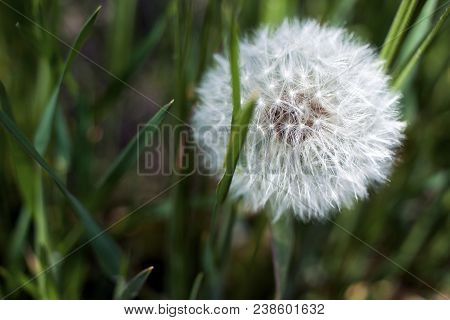 Dandelion Seeds In Sunlight On A Fresh Green Morning Background