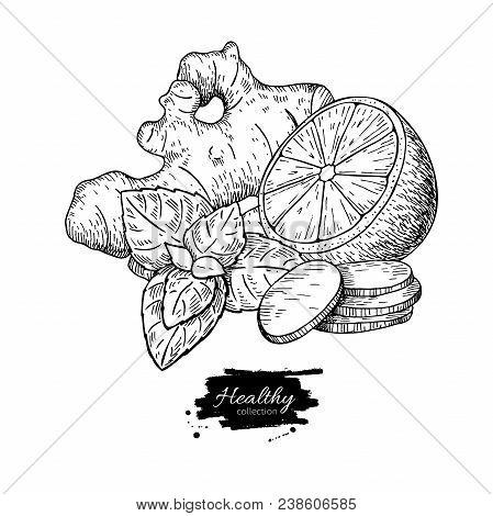 Ginger, Lemon And Mint Vector Drawing. Root, Hearb Leaf And Fruit Slice Sketch. Engraved Illustratio