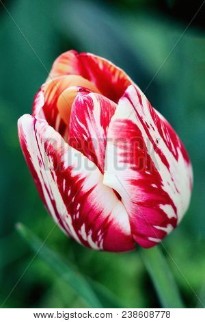 Biautiful Big Red And White Tulip. Photo. Flowers Spring