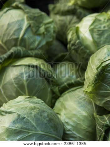 Cabbage Background. Fresh Cabbage From Farm Field. Close Up Macro View Of Green Cabbages. Vegetarian