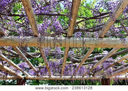 Wisteria Flowers Images, Illustrations & Vectors (Free) - Bigstock