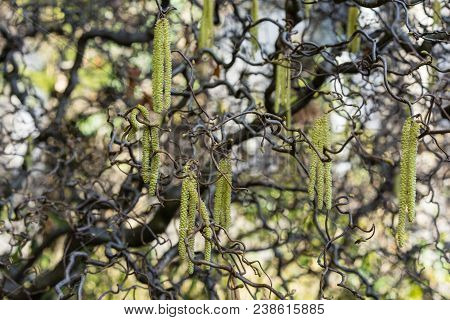 Close Up Of Yellow Corkscrew Hazel Also Known As Corylus Avellana Contorta