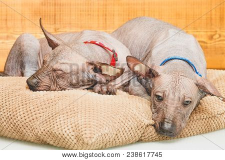 Xoloitzcuintle Naked Mexican, Two Puppies, Close-up, Against A Wooden Wall, Sleeping On A Pillow