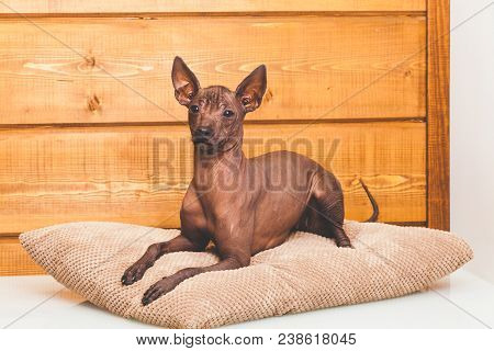 Xoloitzcuintle Naked Mexican Dog, Close-up, Against The Background Of A Wooden Wall