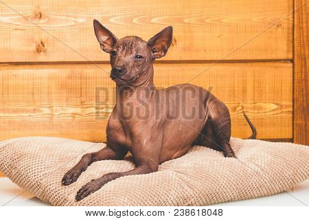 Xoloitzcuintle naked Mexican dog, close-up, against the background of a wooden wall