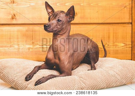 Xoloitzcuintle Naked Mexican Dog, Close-up, Against The Background Of A Wooden Wall