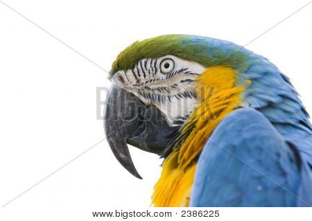 Kleurrijke Parrot