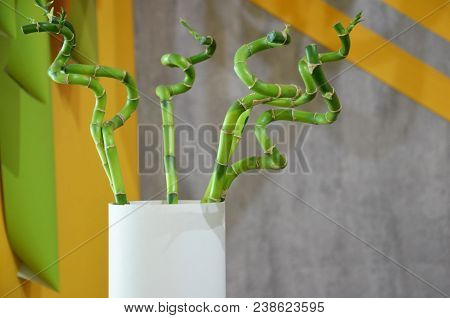 Ecology Background With Three Bamboo Stems In Vase On Cray Background Standing