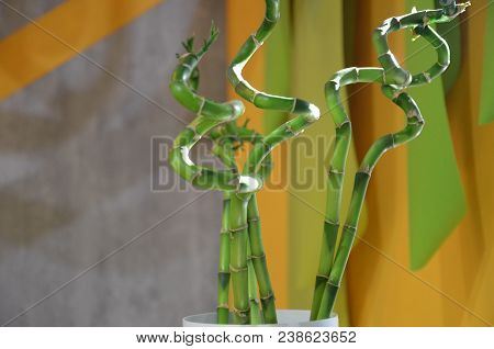 Ecology Background With Three Bamboo Stems In Vase On Cray Background Standing