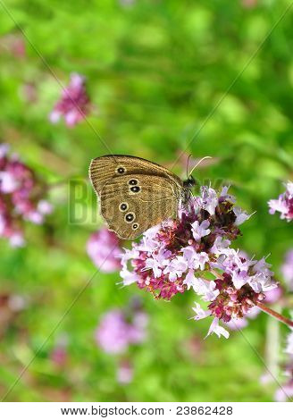 Tirabuzón (aphantopus Hyperantus)