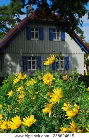 Typical House In Prerow, Germany. In The Foreground Yellow Flowers
