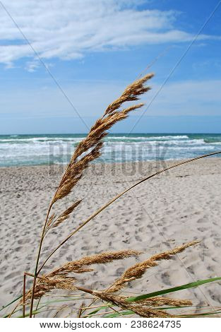Beach Grass, Beach Of Ahrenshoop, Darss, Germany