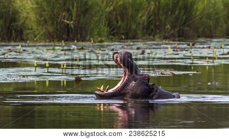 Hippopotamus In Kruger National Park, South Africa ;specie Hippopotamus Amphibius Family Of Hippopot