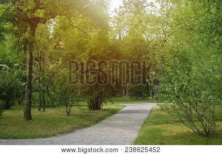 Spring Nature. Beautiful Landscape. Green Grass And Trees