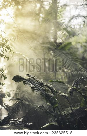 Beautiful Scene Misty Old Forest With Sun Rays, Shadows And Fog