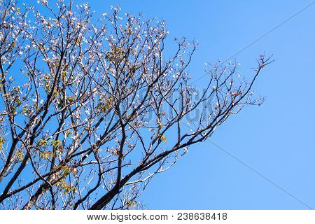 Dried Pot Of Padauk On Deciduous Tree In The Autumn Season With Blue Sky Background