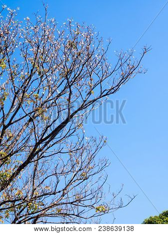 Dried Pot Of Padauk On Deciduous Tree In The Autumn Season With Blue Sky Background