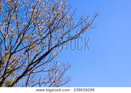 Dried Pot Of Padauk On Deciduous Tree In The Autumn Season With Blue Sky Background