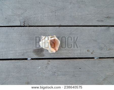 Rapan The Shell In The Tree Lies Isolated, Design, Beauty, Summer