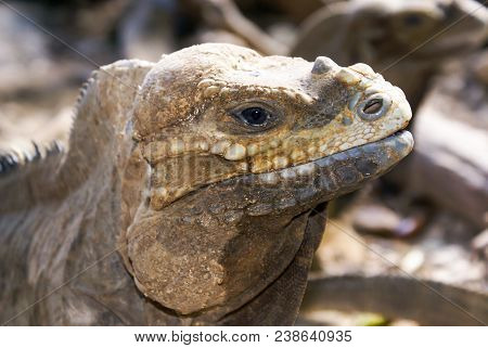 Iguana Profile Detail With Natural Background. Lizard's Head Close-up View. Small Wild Reptile.