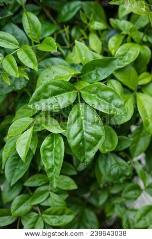 Green Leaves From Saritaea Magnifica Bignoniaceae From Thailand