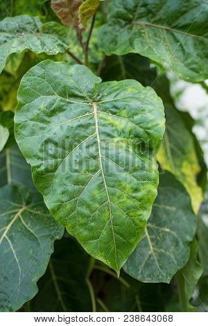 Big Leaf Of Cyphomandra Betacea, Tomato Plant From South America