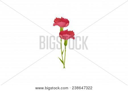 Carnation Flower Or Dianthus Vector Illustration For Victory In Europe Day Or Memorial Day.