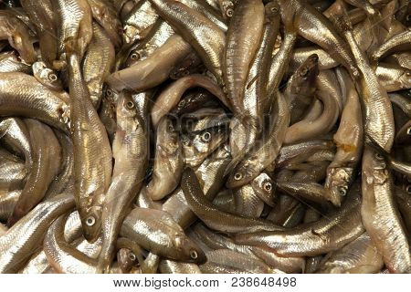 Fresh smelt in the market on ice