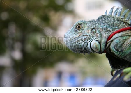 Iguanas perspektif