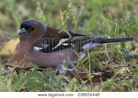 Finch Fringilla Coelebs Bird On Tree