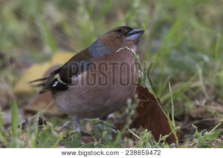 Finch Fringilla Coelebs Bird On Tree