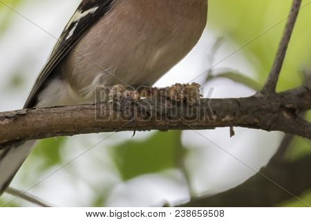 Finch Fringilla Coelebs Bird With Mange On Legs