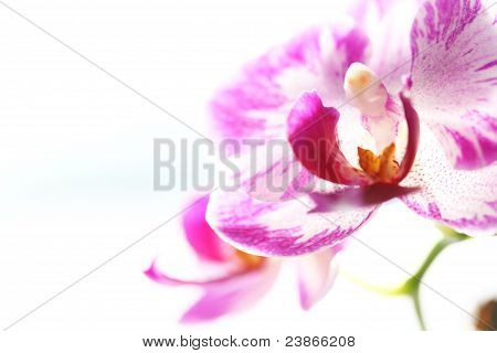 Orchidea