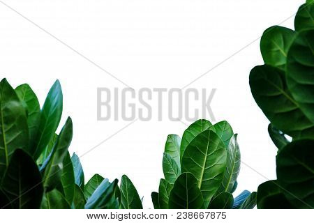 In Selective Focus Of Tropical Trees Leaf In The Botanical Garden At The Park On White Isolated Back