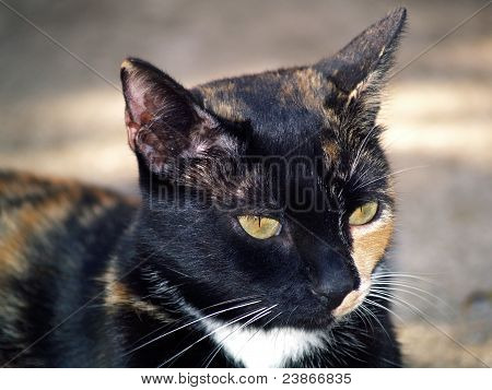cat