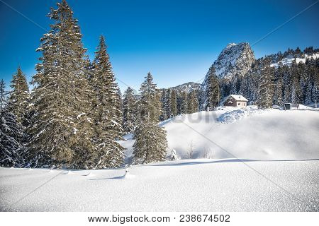 White Trees Covered By Fresh Snow In Alps, Postcard Winter Landscape.