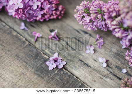 Spring Flowers. Purple Lilac Flowers Frame On Rustic Textured Gray Wooden Background.
