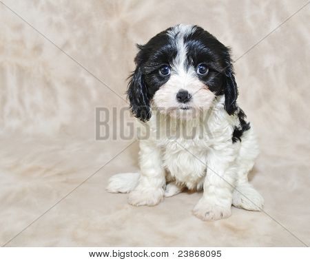 Czarny i biały szczeniak Cavachon