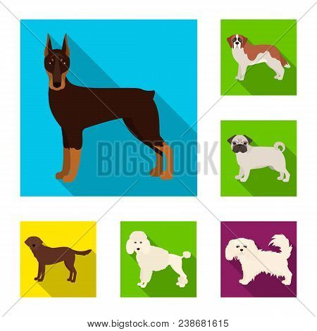 Dog Breeds Flat Icons In Set Collection For Design.dog Pet Vector Symbol Stock  Illustration.