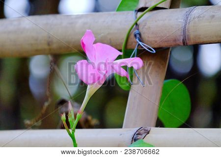 A Single Purple Flower Blossom On Bamboo Fence With Bokehlight And Blurred Green Leaves