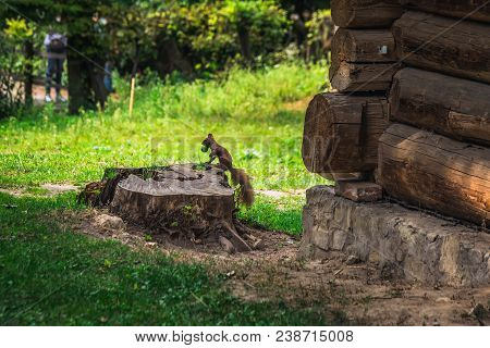 Squirrel Sitting On Wood Log With Nut In The Mouth In Lviv, Ukraine.